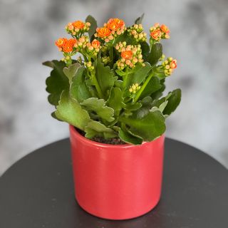 Kalanchoe
