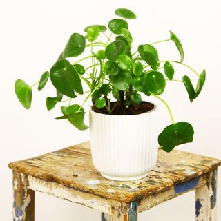 Pilea