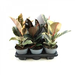 Ficus Elastica H 30 Cm