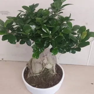 Bonsai