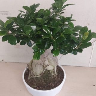 Bonsai