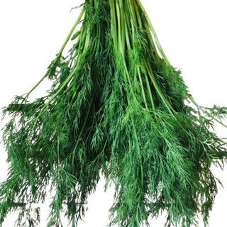 Świeży koperek, pęczek.