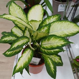 PLANTA DIEFFENBACHIA
