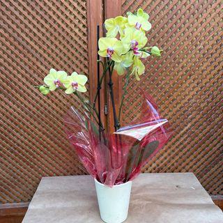 Orquídea de colores con su macetero de cerámica 