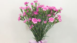 Goździki gałązkowe 15 sztuk – amarantowe