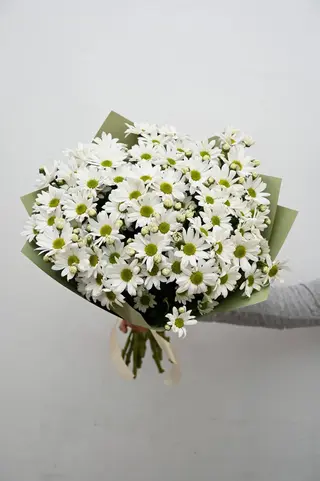 თეთრი გვირილა