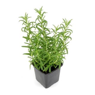 Rozmaryn W Doniczce 1 Szt.
