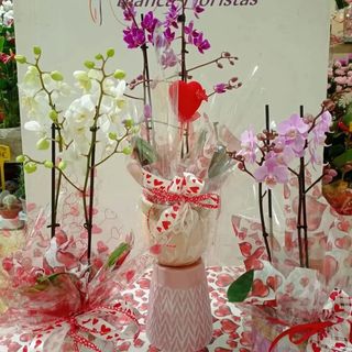 Orquídea (color aleatorio "sorpresa") con macetero.