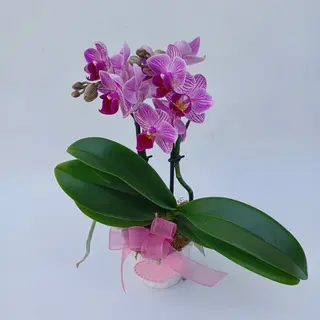 Phalaenopsys mini.