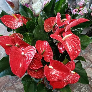 Anthurium con vaso 25