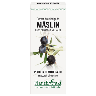Extract din mladite de maslin (OLEA EUROPAEA)