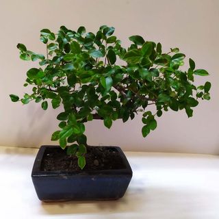Bonsai Sageretia (Ciruelo Chino) 6 años.