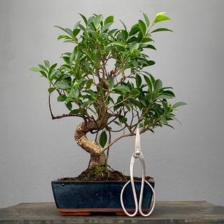 Bonsái Ficus BonsaiGranada Foto Genérica 10 años