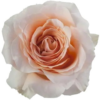 Rosa Preparada (Salmón) 