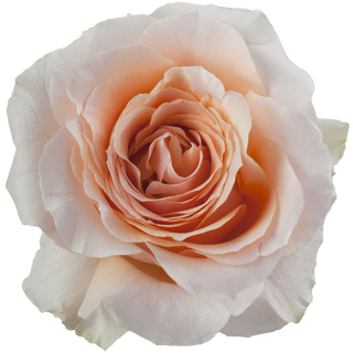 Rosa Preparada (Salmón) 