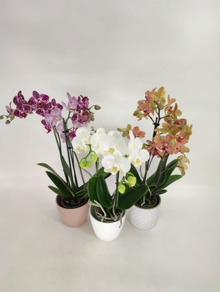 Orquídea Phalaenopsis Mini