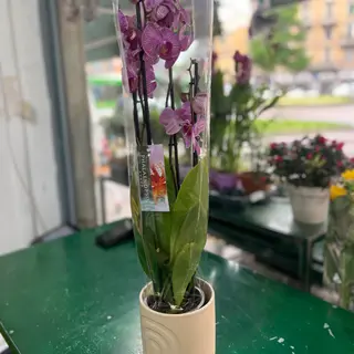 Orchidea viola 