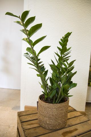 Planta Zamioculcas