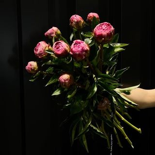 Ramo de 11 Peonias Rosadas