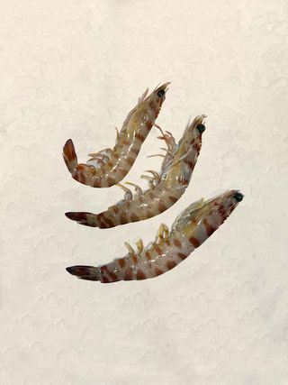 Langostino M Sant Carles De La  Rápita (300 Gr.)