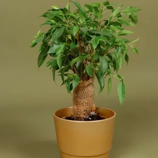 Ficus Benjamin cu Vas Ceramica