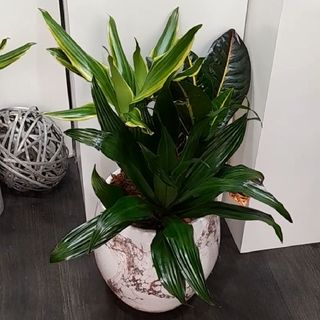 Composition de plantes varièes pour l'intèrieure