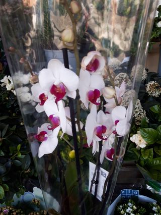Orchide b colore 