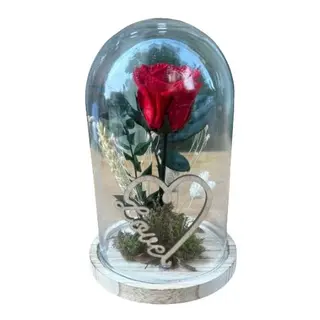 Cúpula Rosa Eterna Roja (20 Cm.)
