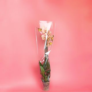 Архідея помаранчева