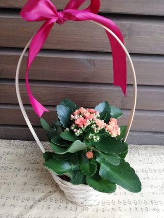 Cos cu Kalanchoe