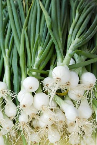 Cebolletas Blancas (Manojo)