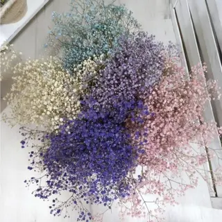 PANICULATA PRESERVADA