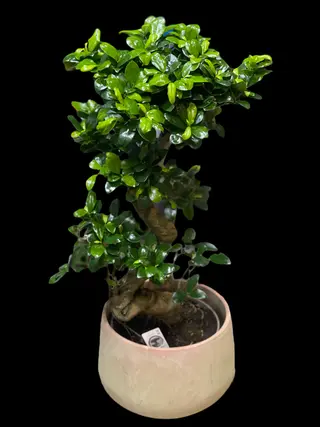 Huge Bonsai