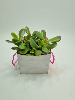crassula