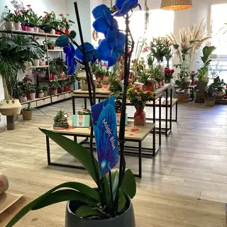 Orquídea azul