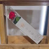 Rosa ETERNA ROJA de tallo corto