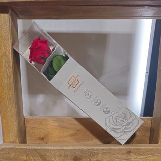 Rosa ETERNA ROJA de tallo corto