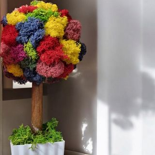 COPACELUL CU LICHENI