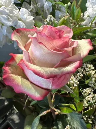 Rosa vintage 