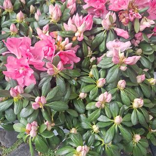 Azalea grande 