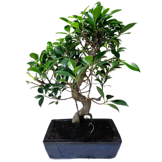 Bonsai Ficus 10 años