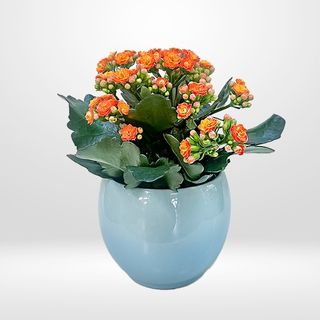 Kalanchoe con macetero de cerámica