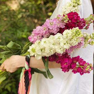 შოპაი 5 ცალი