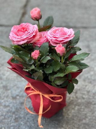 Piantina fiorita piccola