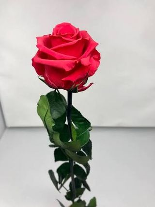 Rosa rossa singola un pezzo