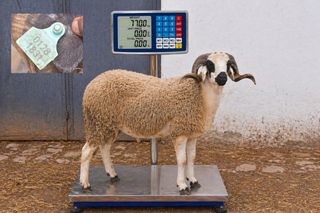 01281831 - 77 Kg