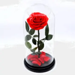 Rosa Eterna en urna 