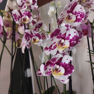 Orchidea 