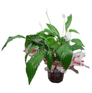 PLANTA DE LA PAZ SPATIFILIUM 