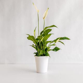 Спатифилум